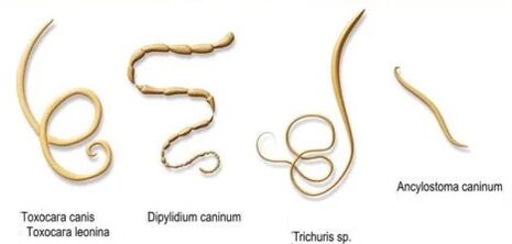 الديدان وأسمائهم