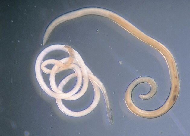 nematodes