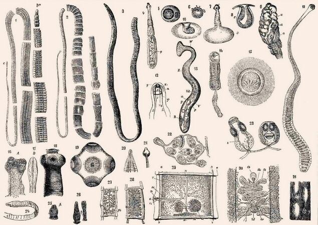 أنواع الطفيليات