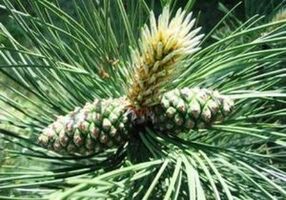 الصنوبر لتنظيف جسم الطفيليات