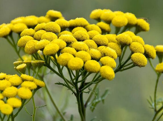 حشيشة الدود - علاج للطفيليات